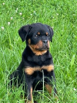 Rotvajler, rtw, rottweiler - 2