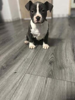 STAFORDŠÍRSKÝ bulteriér - 2