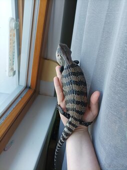 Tiliqua Gigas Halmahera - 2