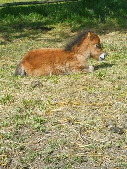 Mini pony - 2