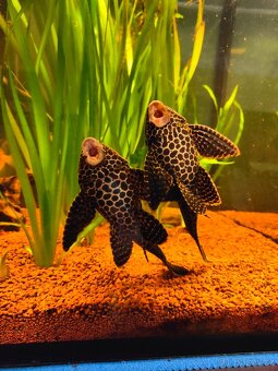 Krunýřovec síťovaný - Pterygoplichthys gibbiceps - 2
