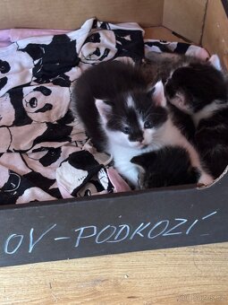 Daruji kotatka, kotatko, koťátko - 2