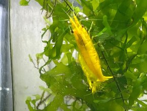 Krevetky žluté Yellow neon stripe - Neocaridina davidi - 2