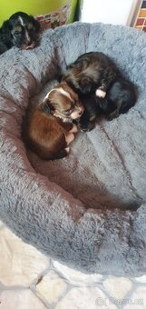 Roztomilý chlupáček - 2