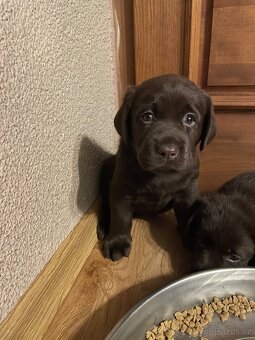 Čokoládová štěňátka labradorského retrívra s PP - 2