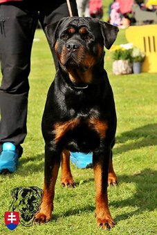 Rottweiler s PP Rotvajler s PP Štěňata rotvajlera s PP Štěňa - 2