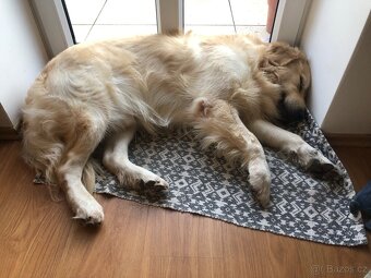 Zlatý retrívr (adopce) - 2