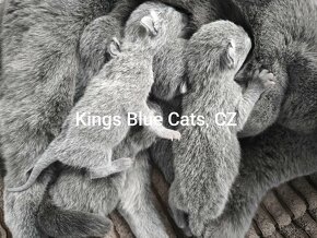 Ruská modrá kočka - koťátka - 2