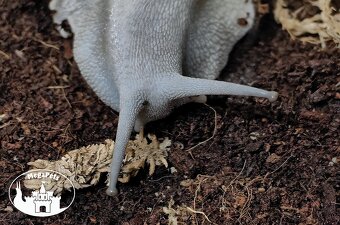 Africký šnek / megapets.eu / Archachatina marginata ovum - 2