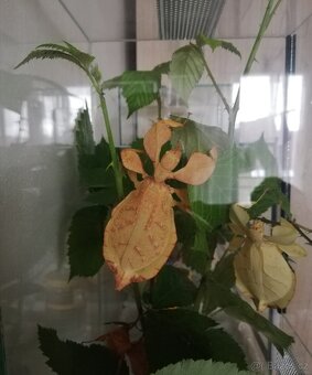Lupenitka Tataba - 2