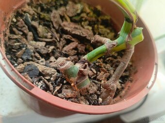 Monstera aurea - 2