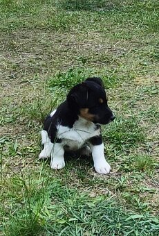 Štěňata JRT a Bernský salašnický - 2