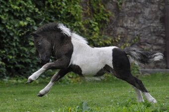 Shetland pony - 2