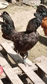Kohout Ayam Cemani - 2