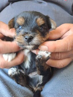Yorkshire terrier bez PP - 2