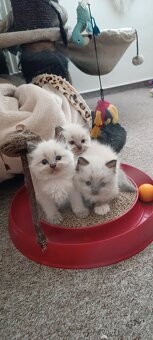 Koťátka Ragdoll - 2