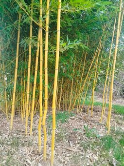 Žlutý bambus Phyllostachys - 2