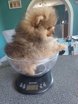 Prodám štěně s PP- plemeno POMERANIAN - 2