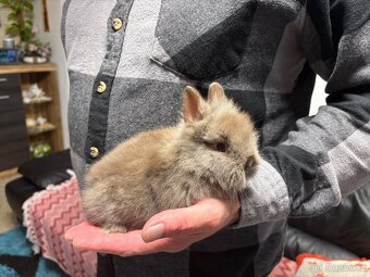 ♥️zakrslý králík-samičky s teddy genem již k odběru - 2