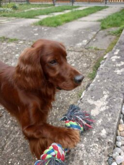 Irský setr - krytí - 2