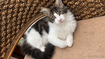 mainská mývalí kočka s PP - 5 měsíců - 2