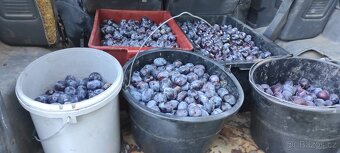 Domácí slivovice - 2