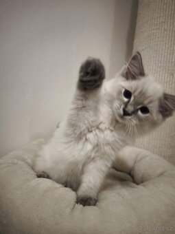 Ragdoll kocourek blue lynx s pp - 2