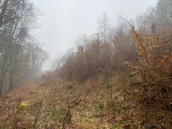 Lesní pozemek Jedlí - 2