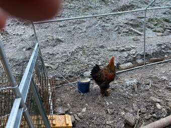 Prodám Brahmanka - 2