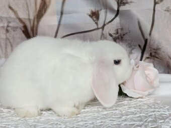 Minilop - zakrslý beránek - 2