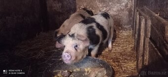 Kune-Kune - 2