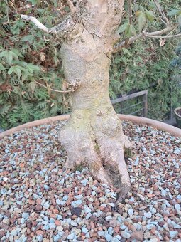 Bonsai, bonsaj Javor - 2