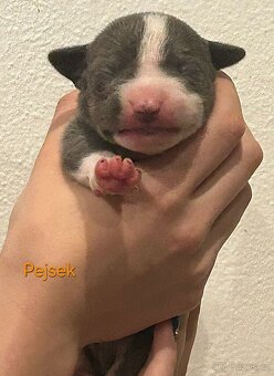 American Bully XL - štěňata - rezervace - 2