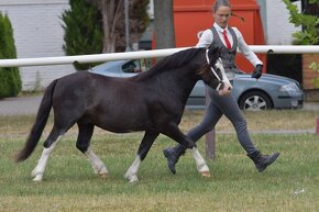 Prodáme valáška Welsh mountain pony - 2