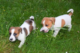 Štěňata Jack Russell terier, dvě fenky - 2