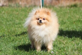 Pomeranian FCI chovný - nabídka krytí OSTRAVA - 2