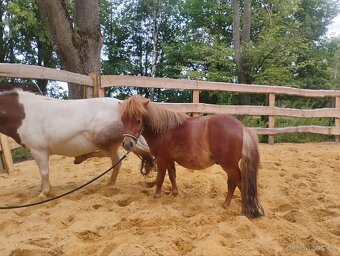 Hřebeček pony - 2