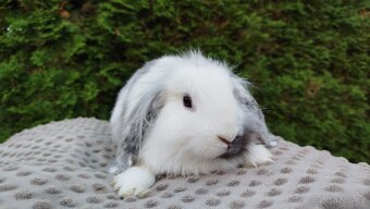 Zakrslý beránek, králíček, králík - MOLLY - 2