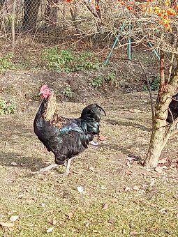 Letošní kohoutci - 2