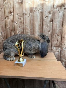 Francouzský beran s PP - 2