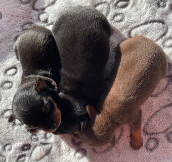 Pražský krysařík - štěňata s PP FCI - 2