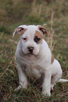 Americký stafordšírský teriér s PP pejsek CHAOS - 2