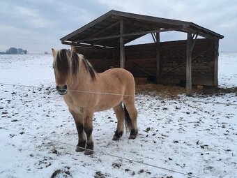 Prodám hřebečka fjordského koně s PP Holandsko - 2
