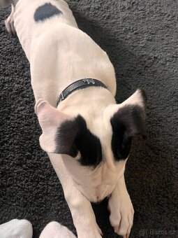 Am Staff kríženka - 2