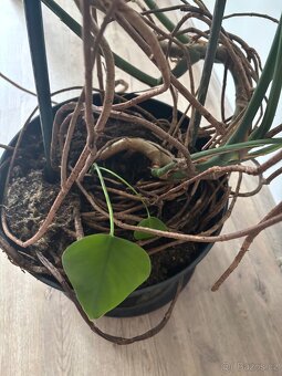 Monstera - 2