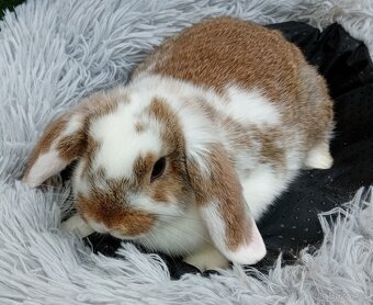 Zakrslý beránek D2 - 2