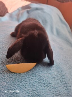 Zakrslý beránek - 2