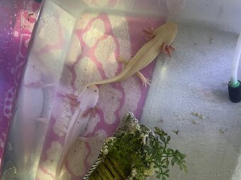 Axolotl - 2