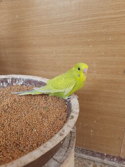 Andulky - 2
