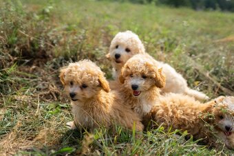 Maltipoo - 2